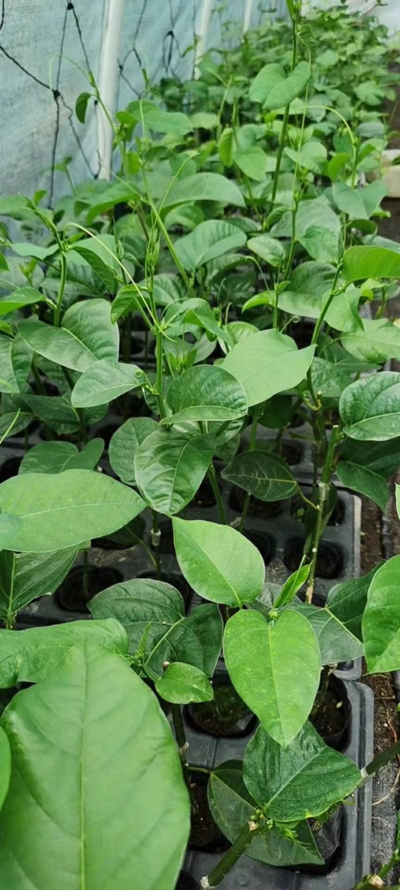 木瓜香蜜百香果苗嫁接苗香蜜香甜好吃大果高产品种