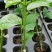 木瓜香蜜百香果苗嫁接苗香蜜香甜好吃大果高产品种