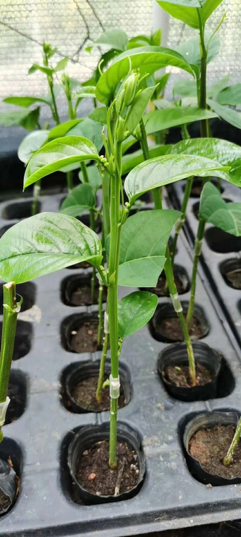 木瓜香蜜百香果苗嫁接苗香蜜香甜好吃大果高产品种
