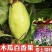 木瓜香蜜百香果苗嫁接苗香蜜香甜好吃大果高产品种