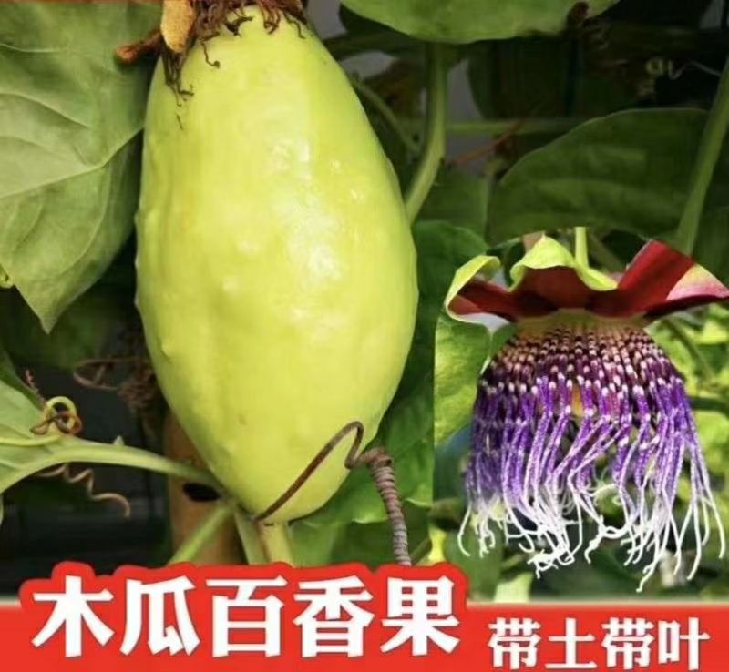 木瓜香蜜百香果苗嫁接苗香蜜香甜好吃大果高产品种