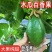 木瓜香蜜百香果苗嫁接苗香蜜香甜好吃大果高产品种