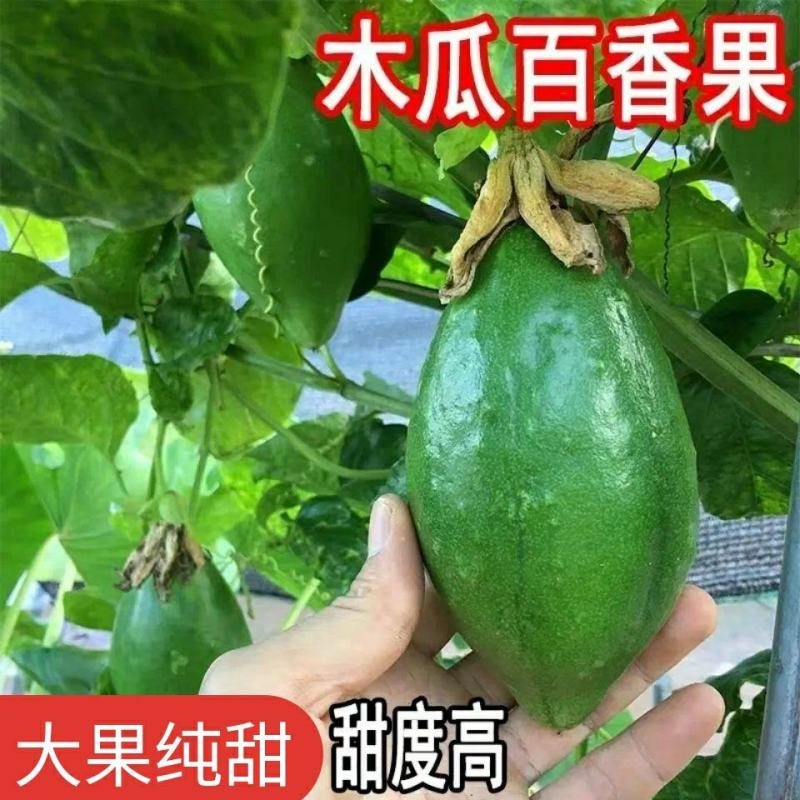 木瓜香蜜百香果苗嫁接苗香蜜香甜好吃大果高产品种