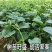 木瓜香蜜百香果苗嫁接苗香蜜香甜好吃大果高产品种