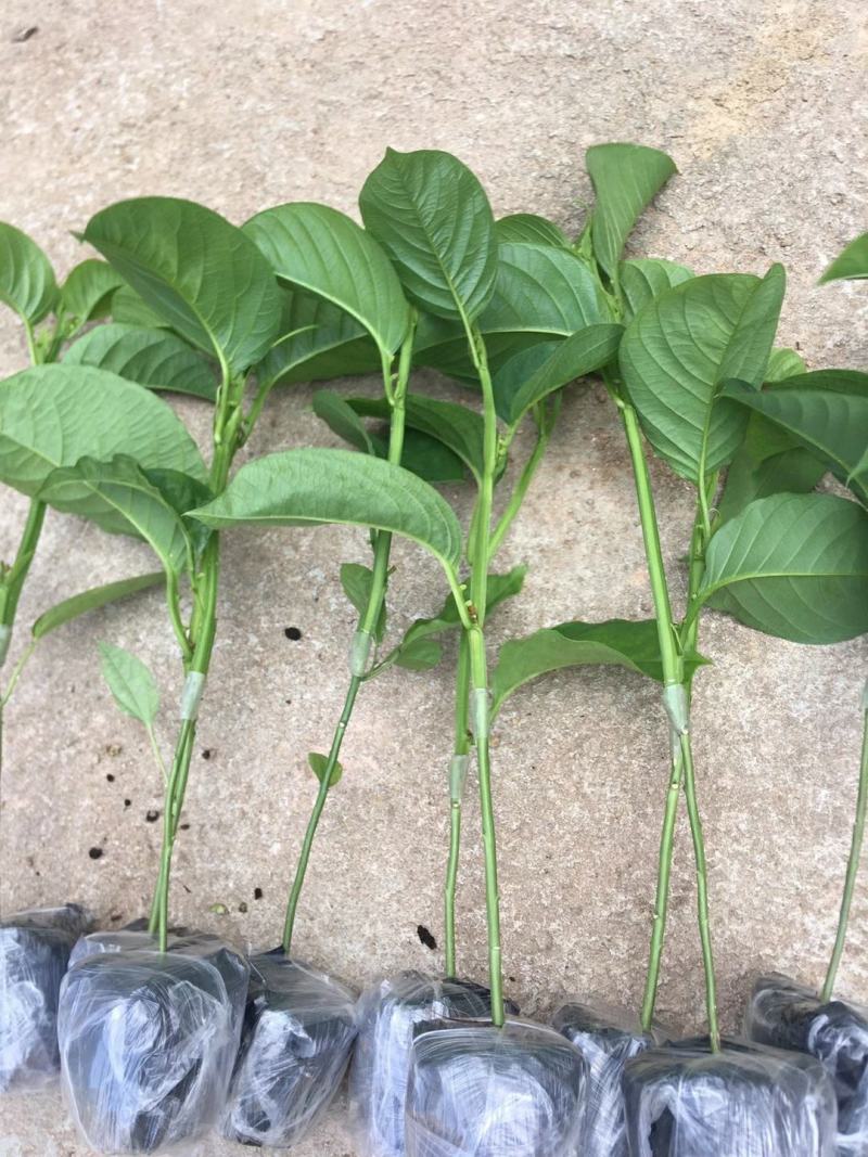 木瓜香蜜百香果苗嫁接苗香蜜香甜好吃大果高产品种