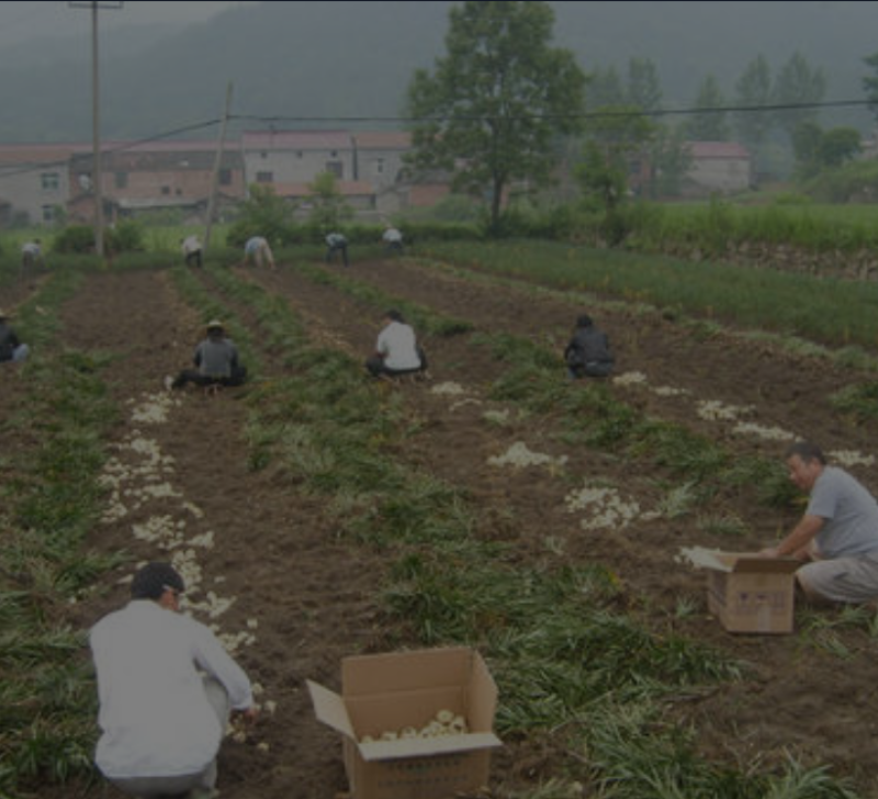 湖南龙山百合干(药食同源产地直销一手货源绿色食品