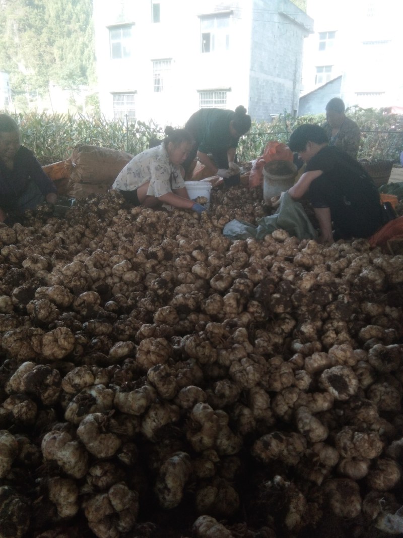 湖南龙山百合干(药食同源产地直销一手货源绿色食品