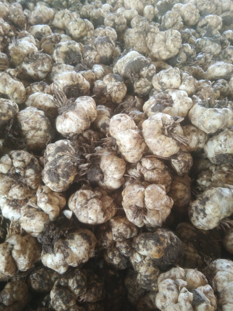 湖南龙山百合干(药食同源产地直销一手货源绿色食品