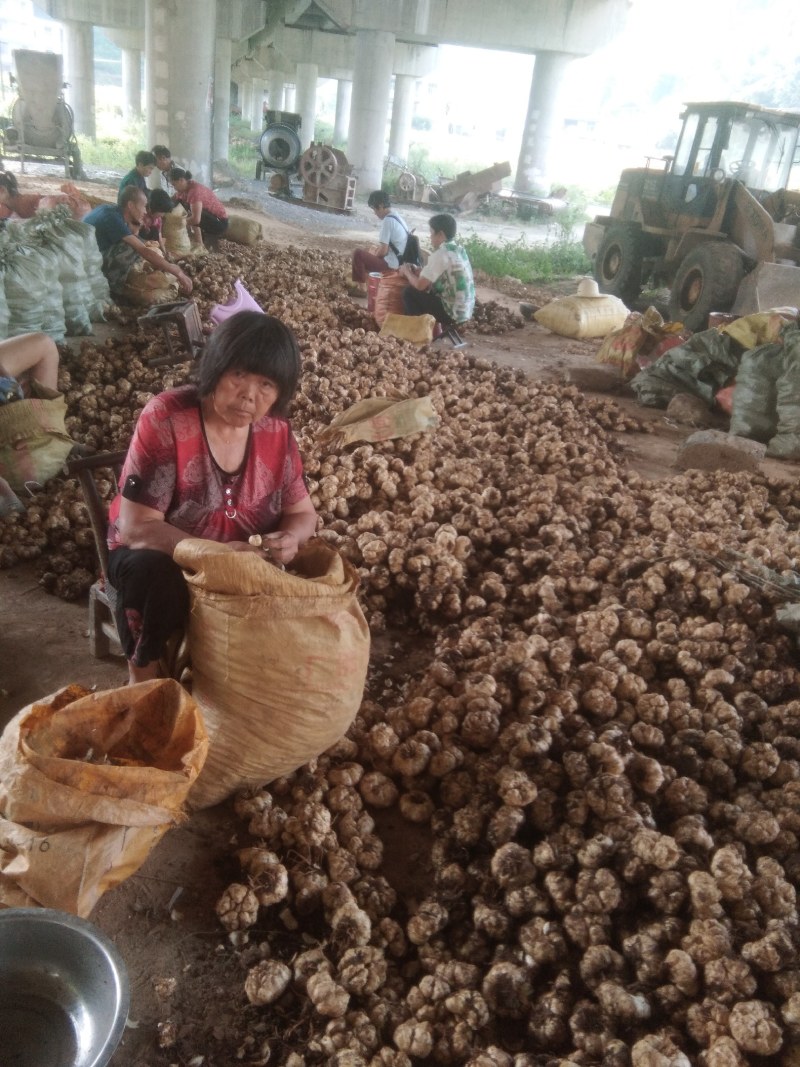 湖南龙山百合干(药食同源产地直销一手货源绿色食品