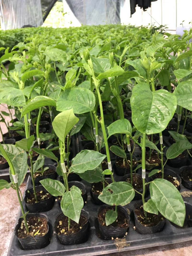 木瓜香蜜百香果苗嫁接苗香蜜香甜好吃大果高产品种
