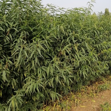 毛桃树苗毛桃苗高度2米地径0.8—2公分