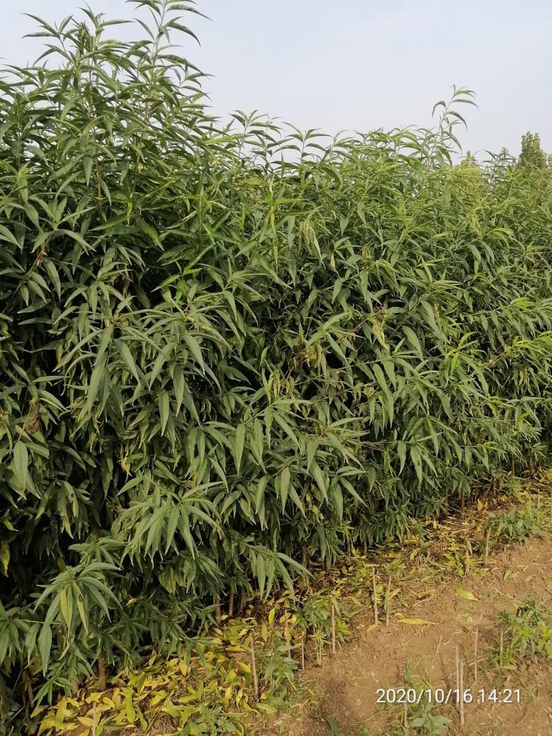 毛桃树苗毛桃苗高度2米地径0.8—2公分