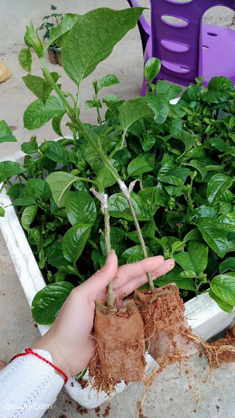 木瓜香蜜百香果苗嫁接苗香蜜香甜好吃大果高产品种