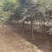 枫树，日本红枫，三季红，鸡爪槭