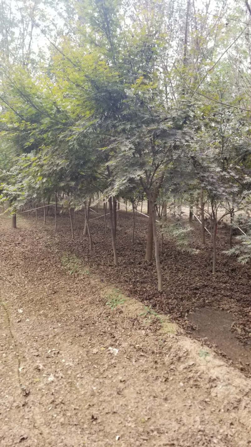 枫树，日本红枫，三季红，鸡爪槭