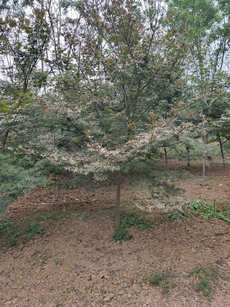 枫树，日本红枫，三季红，鸡爪槭