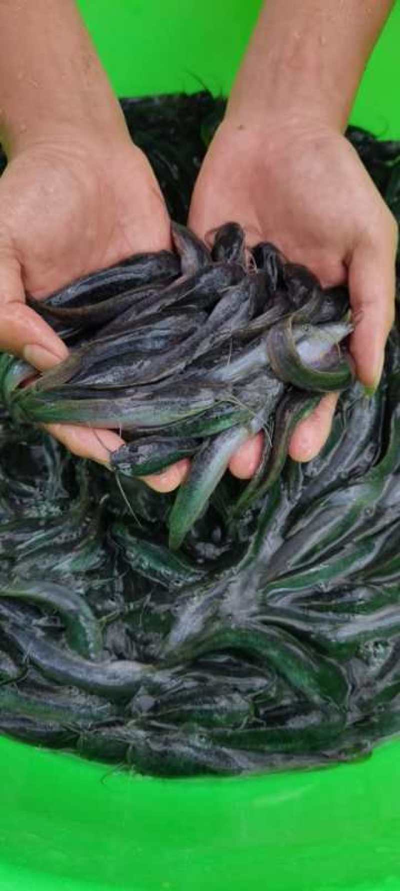 杂交良种快大埃及鱼苗胡子鲶鱼苗，场地直销量大从优包送到塘