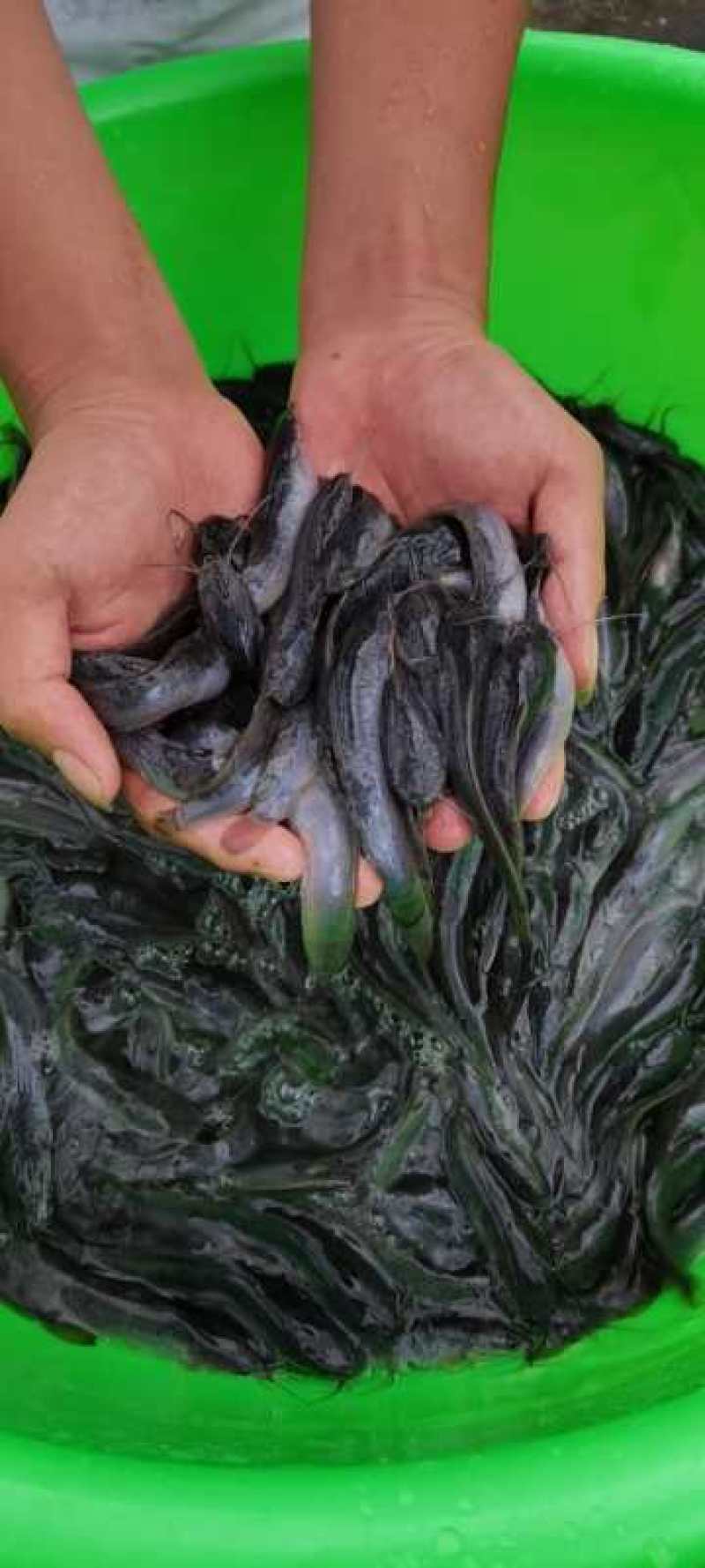 杂交良种快大埃及鱼苗胡子鲶鱼苗，场地直销量大从优包送到塘