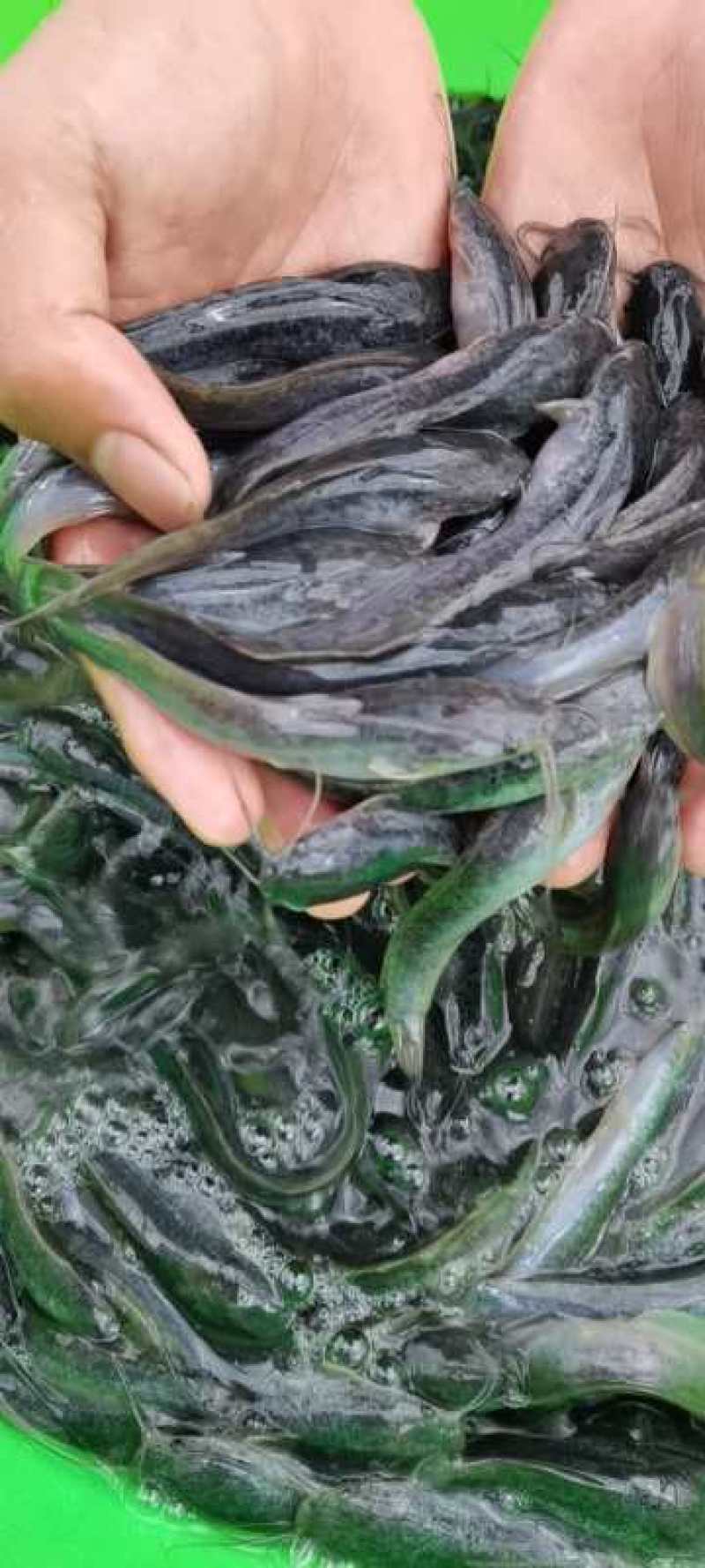 杂交良种快大埃及鱼苗胡子鲶鱼苗，场地直销量大从优包送到塘