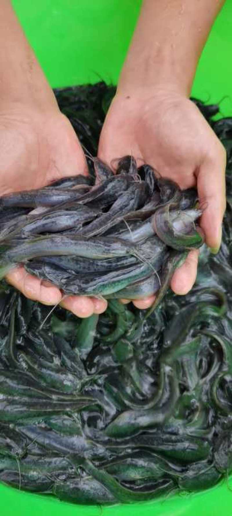 杂交良种快大埃及鱼苗胡子鲶鱼苗，场地直销量大从优包送到塘