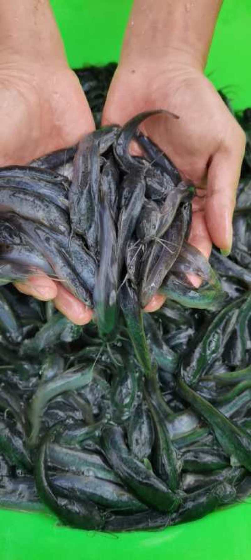杂交良种快大埃及鱼苗胡子鲶鱼苗，场地直销量大从优包送到塘