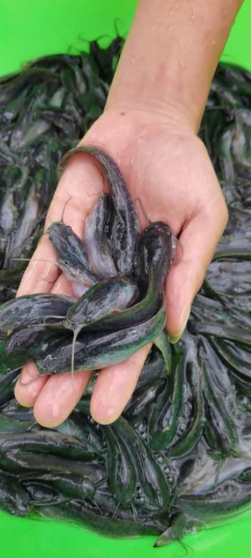 杂交良种快大埃及鱼苗胡子鲶鱼苗，场地直销量大从优包送到塘
