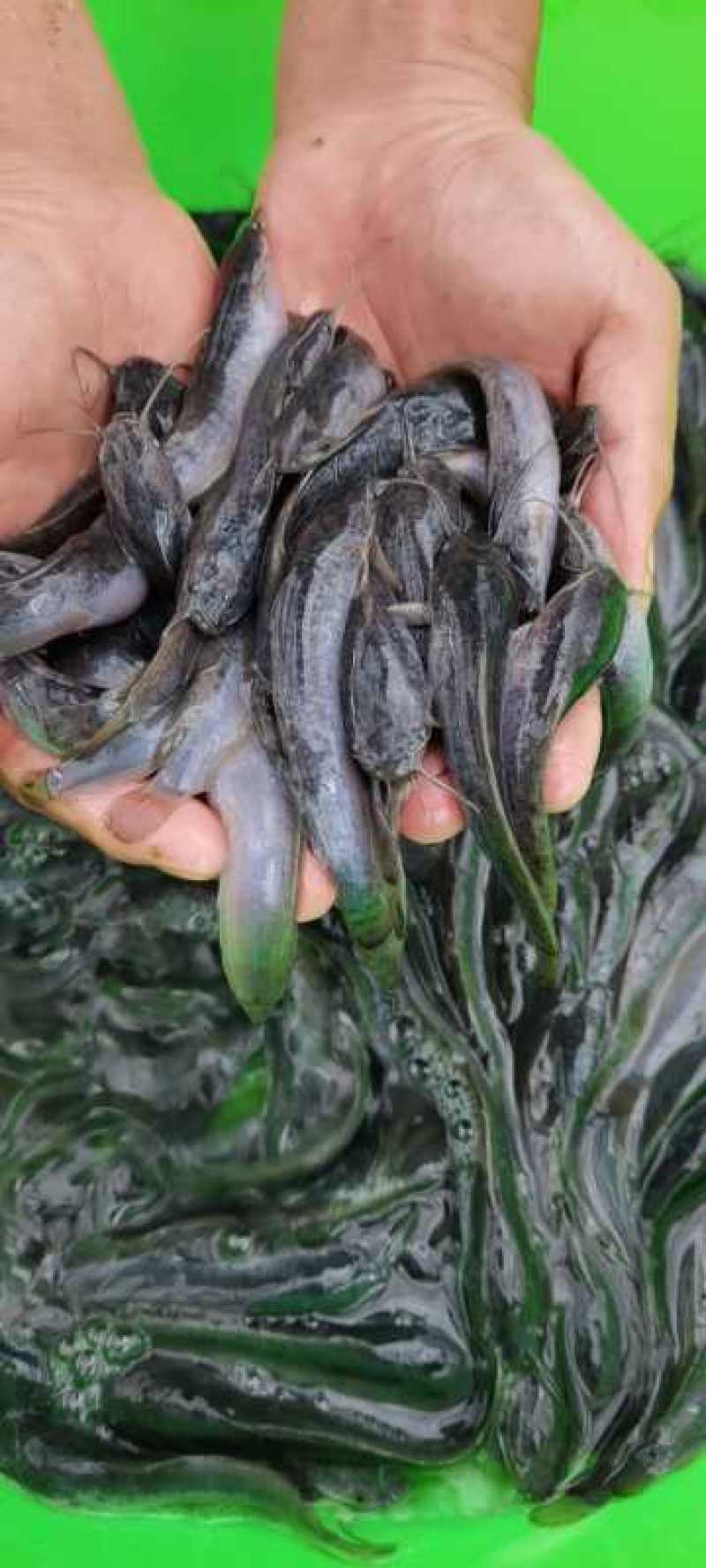 杂交良种快大埃及鱼苗胡子鲶鱼苗，场地直销量大从优包送到塘