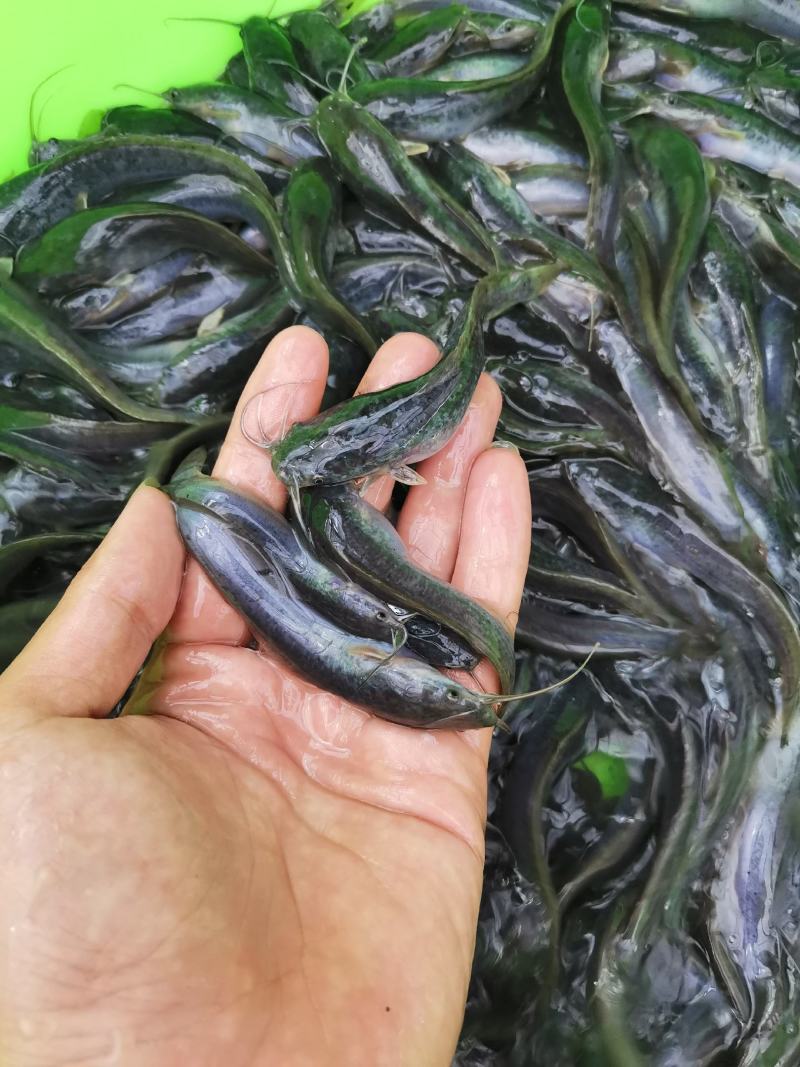 杂交良种快大埃及鱼苗胡子鲶鱼苗，场地直销量大从优包送到塘