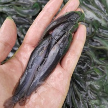 杂交良种快大埃及鱼苗胡子鲶鱼苗，场地直销量大从优包送到塘