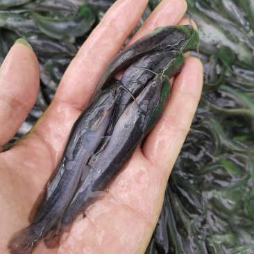 杂交良种快大埃及鱼苗胡子鲶鱼苗，场地直销量大从优包送到塘