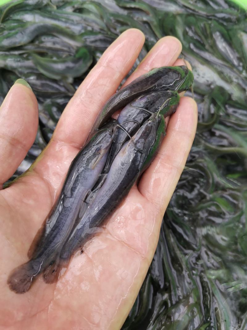 杂交良种快大埃及鱼苗胡子鲶鱼苗，场地直销量大从优包送到塘