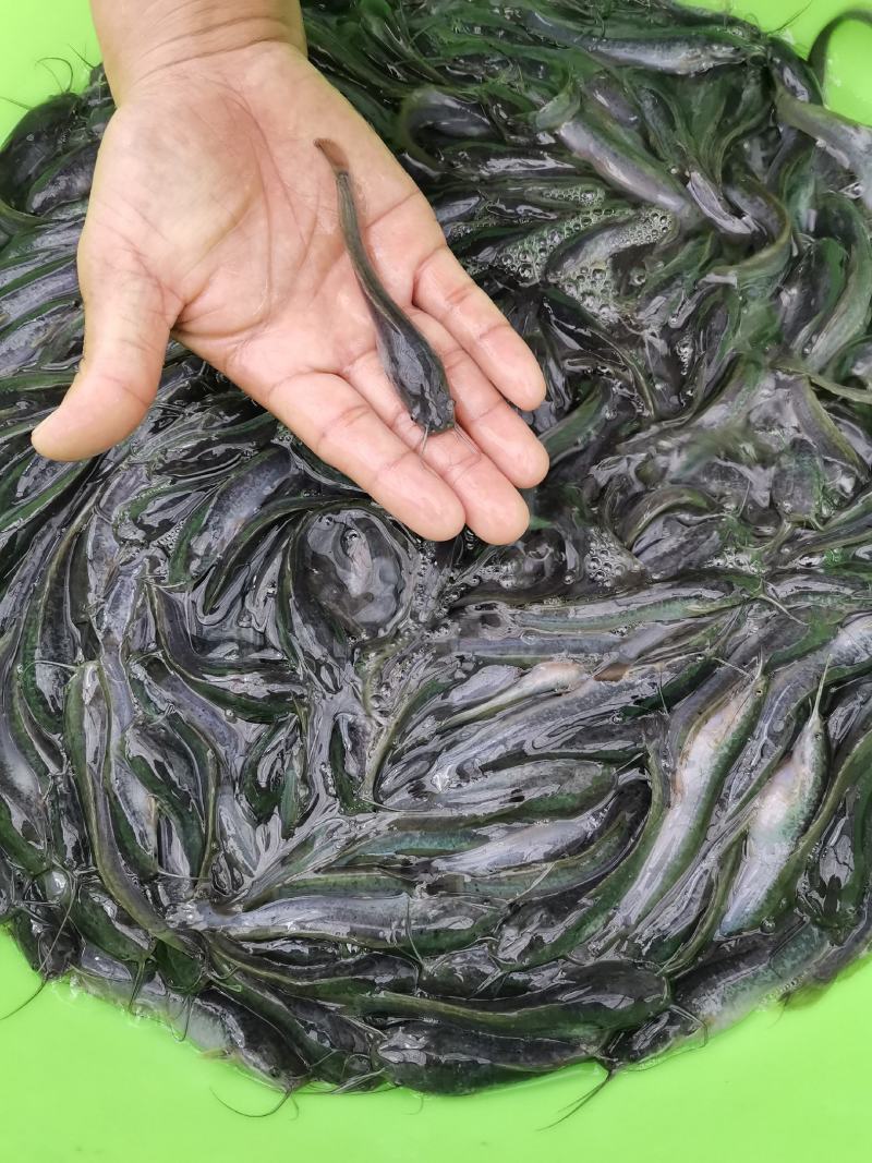 杂交良种快大埃及鱼苗胡子鲶鱼苗，场地直销量大从优包送到塘