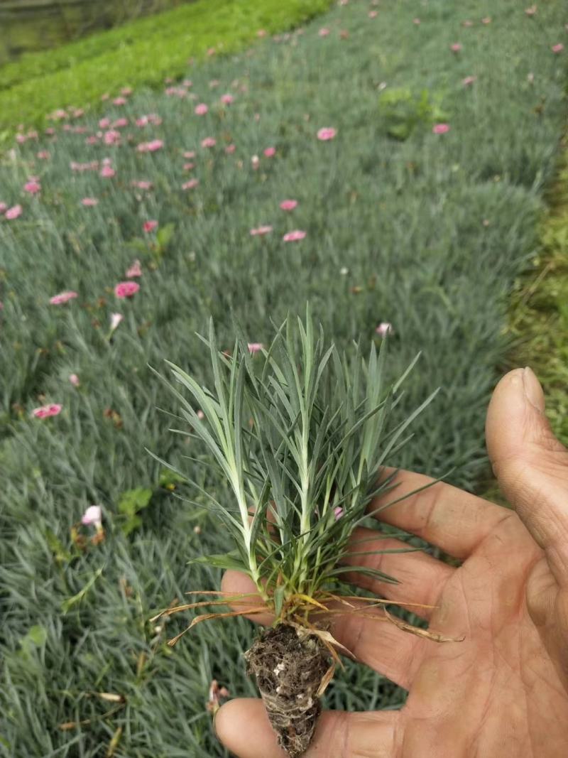四川成都温江基地彩虹石竹，质量保证，基地货