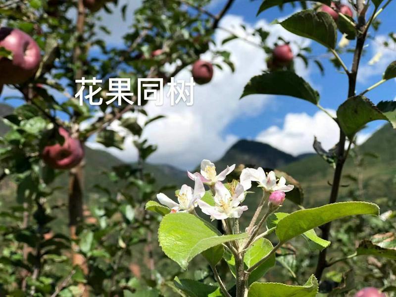 2023大凉山冰糖心丑苹果发货啦脆甜多汁每个有糖心