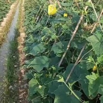 黄瓜品种优良新鲜出炉脆嫩