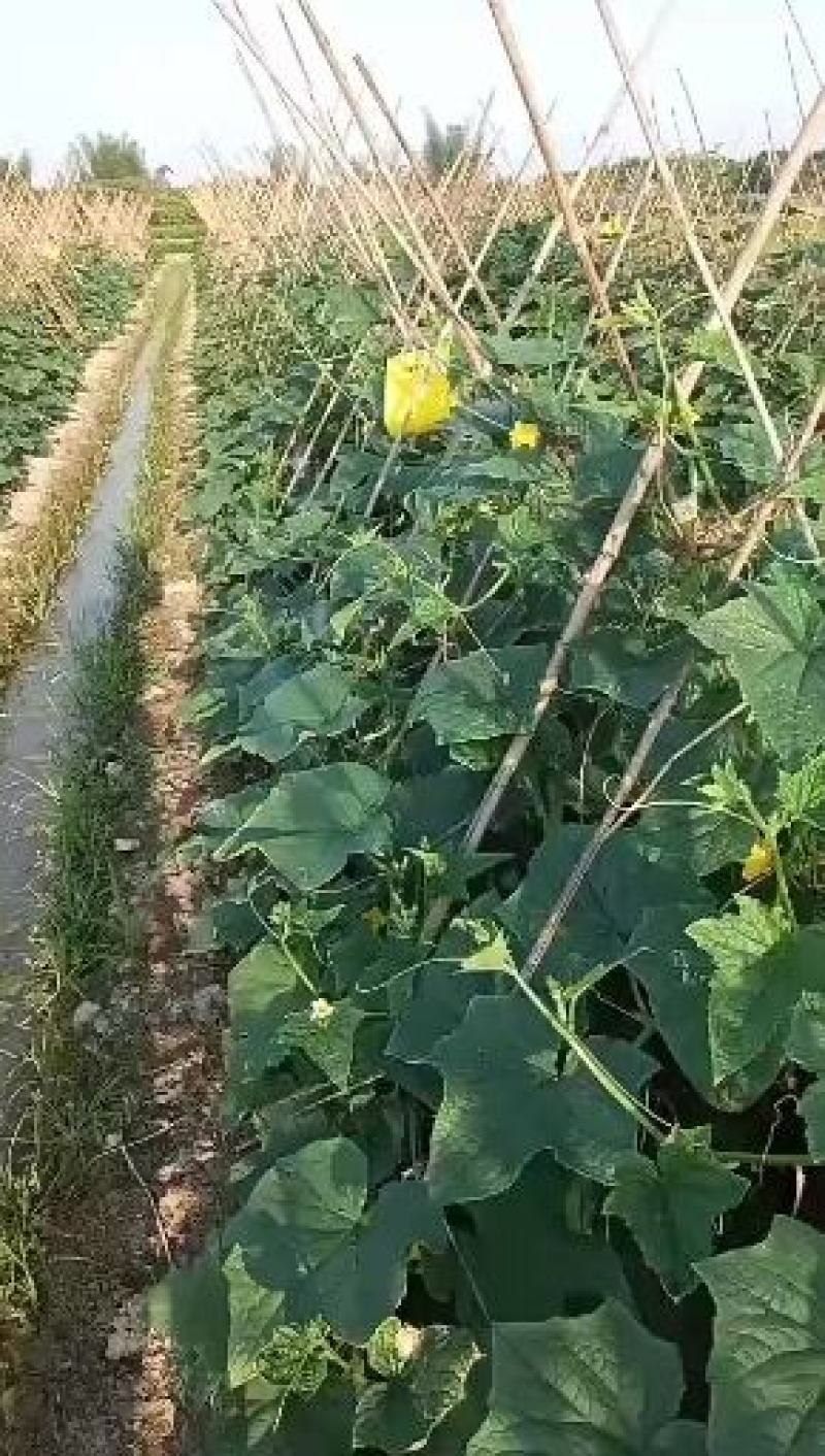 黄瓜品种优良新鲜出炉脆嫩
