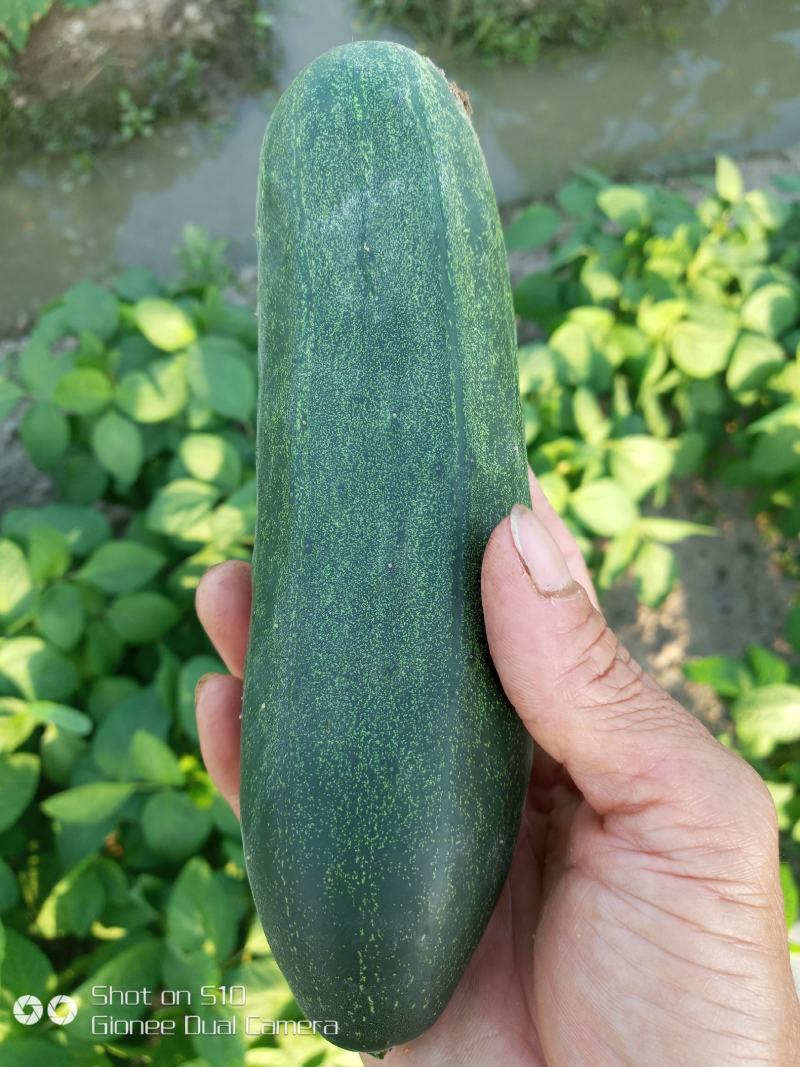 黄瓜品种优良新鲜出炉脆嫩