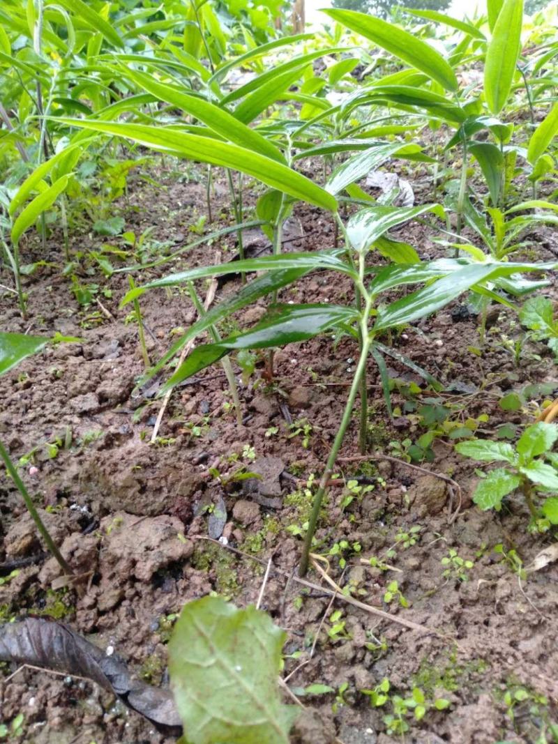四川多花江型一年四季不倒苗露天甜黄精苗产地提供技术