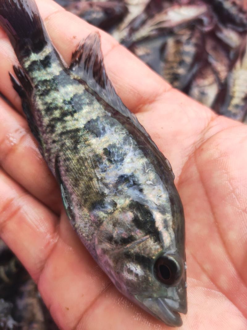 石斑鱼苗、大小规格、生猛快大、提供技术指导、价格优惠合理