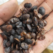 小九香虫九香虫臭板虫臭屁虫品质保证代抓各种药