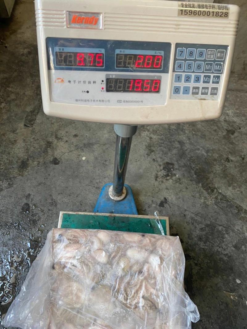 章鱼八爪鱼印尼泰国50/100