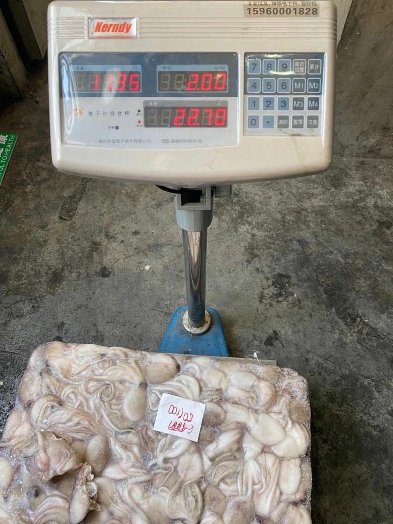 章鱼八爪鱼印尼泰国50/100