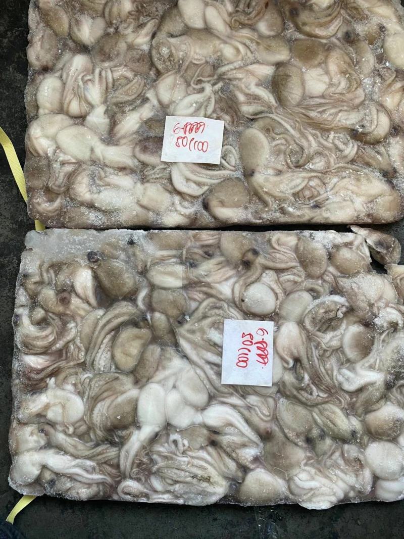 章鱼八爪鱼印尼泰国50/100