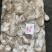 章鱼八爪鱼印尼泰国50/100