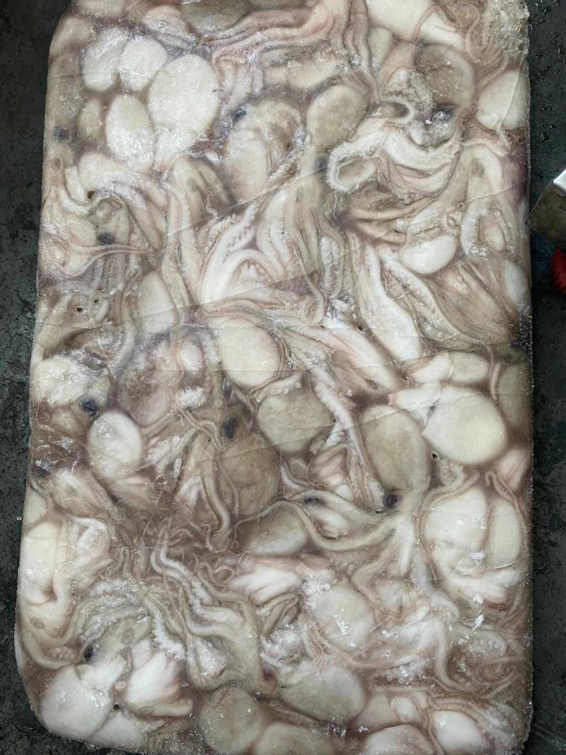 章鱼八爪鱼印尼泰国50/100