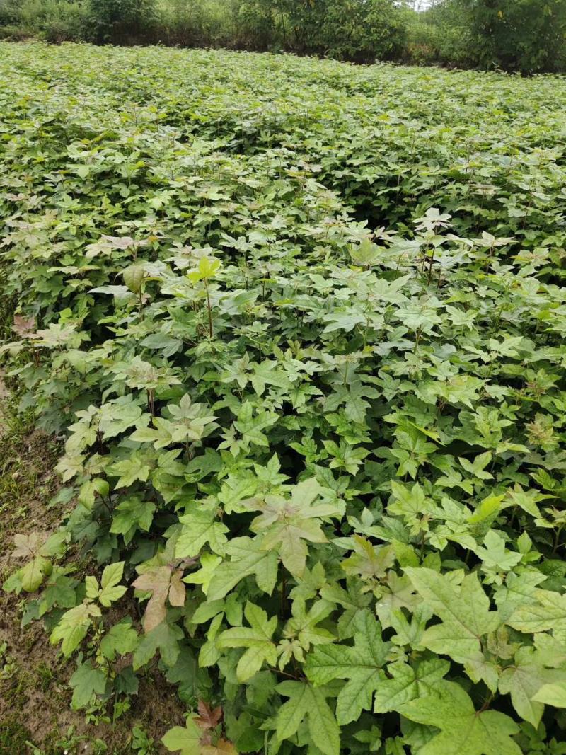 枫香小苗，欢迎大家前来订购，谢谢你们的信任
