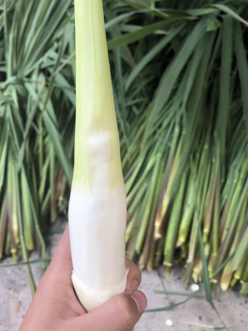 德清供应大量双季茭白