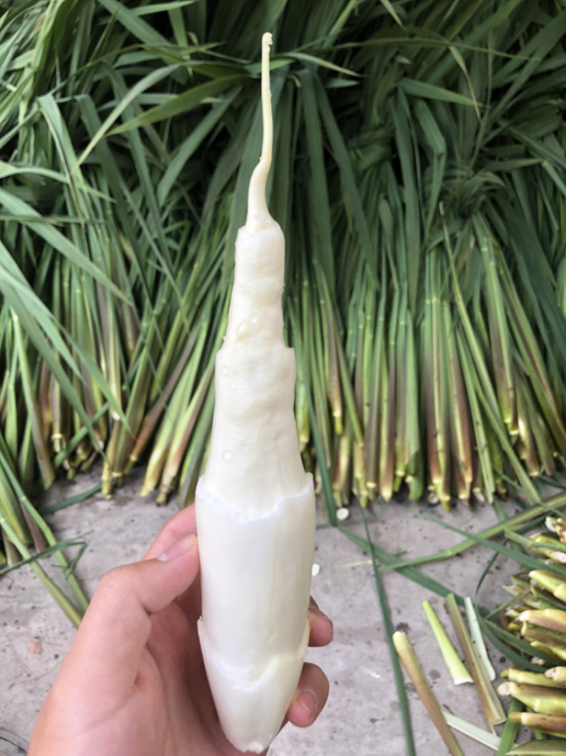 德清供应大量双季茭白