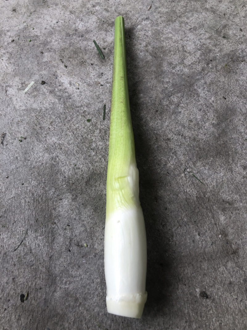 德清供应大量双季茭白