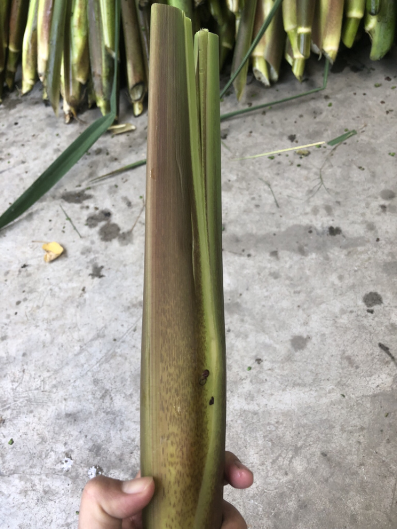 德清下半年优质双季茭白，早茭，晚茭，红壳